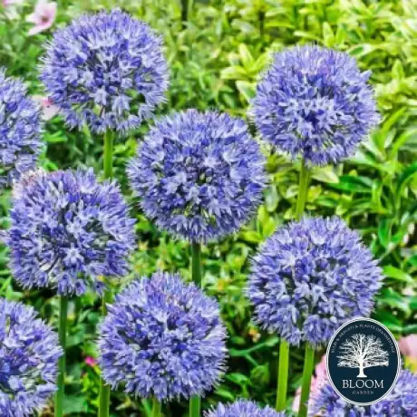 Bulbi de Allium Azureum 