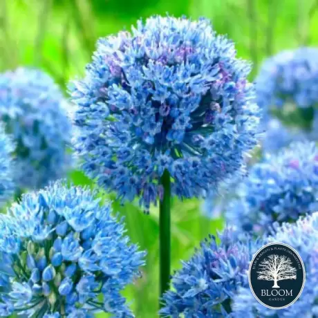 Bulbi de Allium Caeruleum 