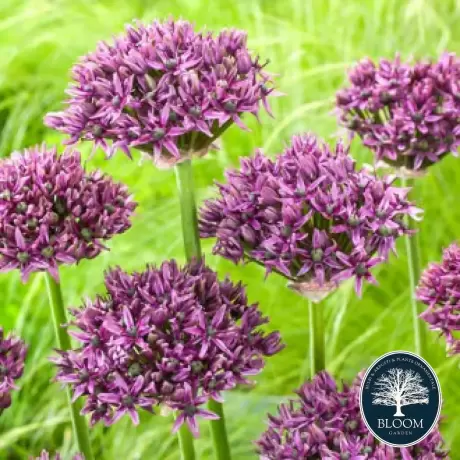 Bulbi de Allium Mercurius 