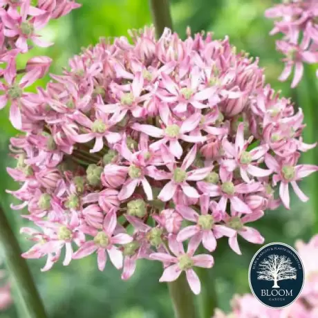 Bulbi de Allium Pink Jewel