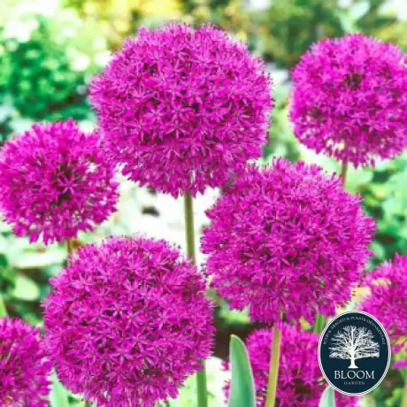 Bulbi de Allium Purple Sensation 