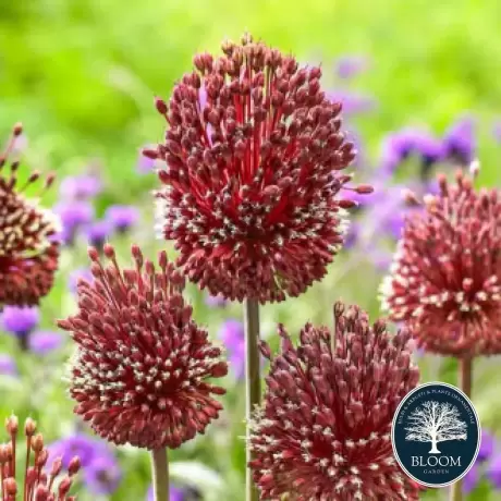 Bulbi de Allium Red Mohican 