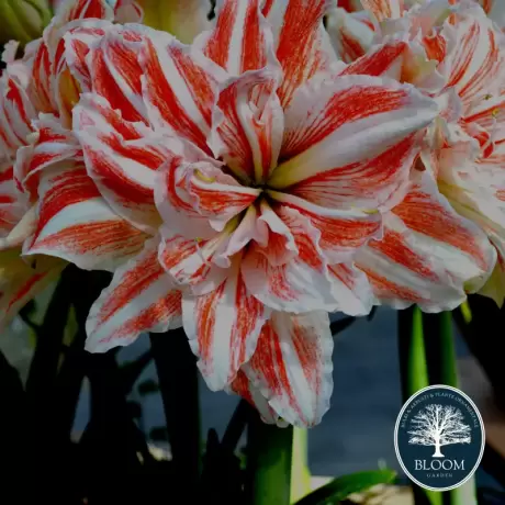 Bulbi de Amaryllis - Hippeastrum Dancing Queen