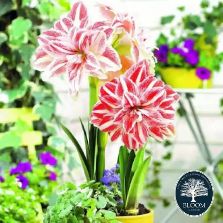 Bulbi de Amaryllis - Hippeastrum Double Dancing Queen 