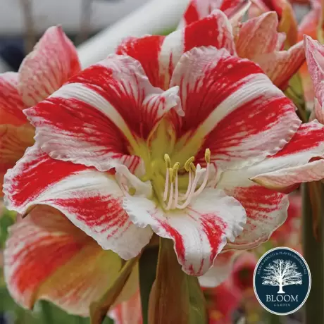 Bulbi de Amaryllis - Hippeastrum Double Pink 1