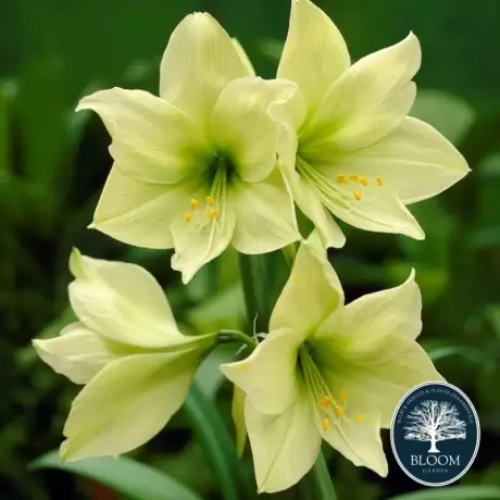 Bulbi de Amaryllis - Hippeastrum Lemon Lime