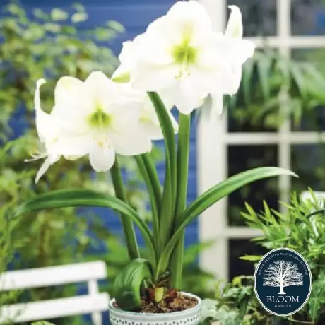 Bulbi de Amaryllis - Hippeastrum Mont Blanc 