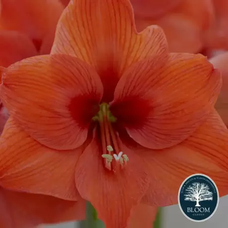 Bulbi de Amaryllis - Hippeastrum Orange Desire 