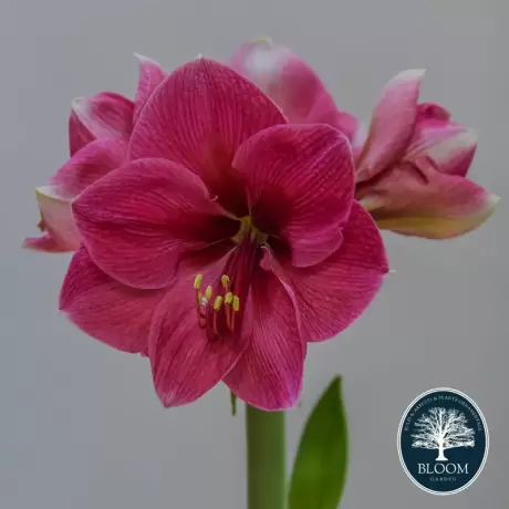 Bulbi de Amaryllis - Hippeastrum Pink 