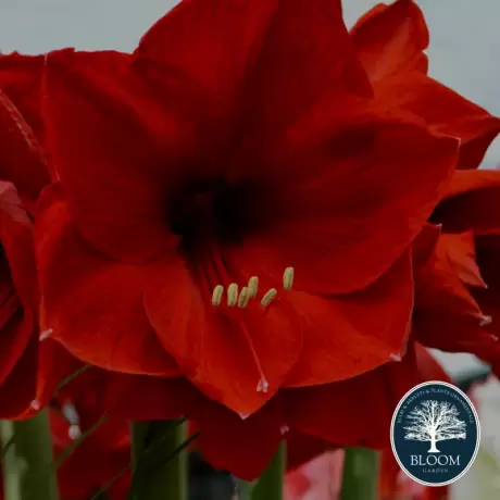 Bulbi de Amaryllis - Hippeastrum Red Prince