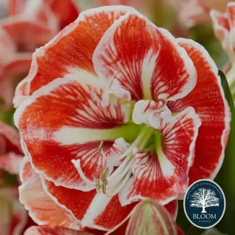 Bulbi de Amaryllis - Hippeastrum Samba