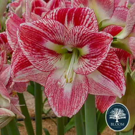 Bulbi de Amaryllis - Hippeastrum Spotted Cream