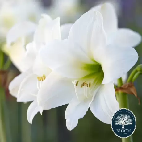 Bulbi de Amaryllis - Hippeastrum White