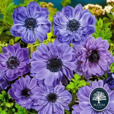 Bulbi de Anemone Double Lord Lieutenant 