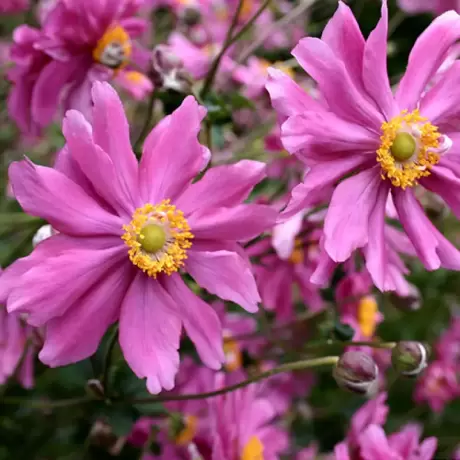 Bulbi de Anemone Prinz Heinrich