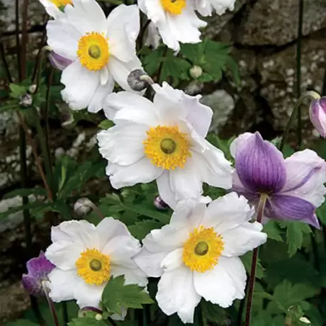 Bulbi de Anemone Ruffled Swan