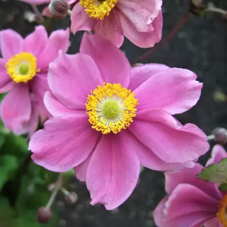 Bulbi de Anemone Serenade