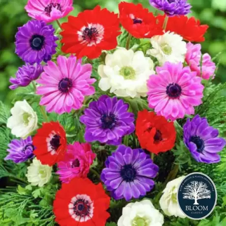 Bulbi de Anemone St. Brigid mix 