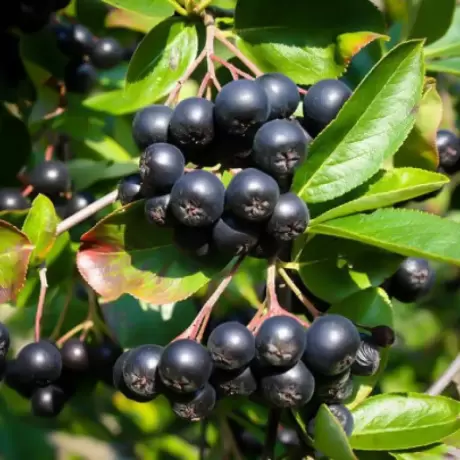 Arbust Fructifer - Aronia Nero Tufa - Cu Radacina Nuda