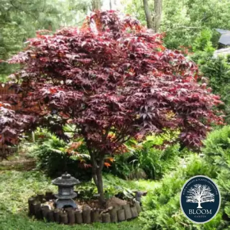 Arțar Japonez Atropurpureum - Ghiveci de 2 l - Inaltime 30 - 40 cm