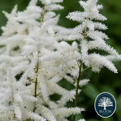 Astilbe Albe