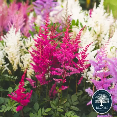 Astilbe Mix