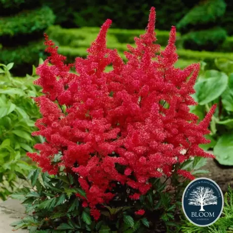 Astilbe Rosu