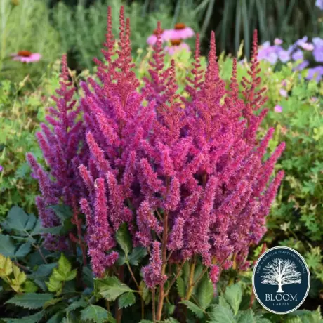 Astilbe Little Vision Purple 