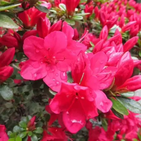 Azalea Japonica - Hino Crimson - Ghiveci 3 L - Înaltime 40 - 50 cm