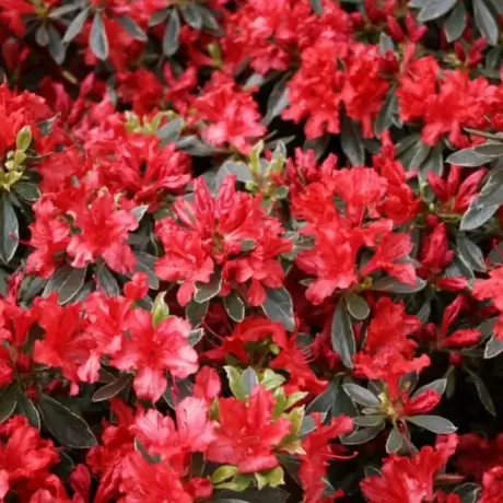 Azalea Japonica - Hot Shot Variegata - Ghiveci 3 L - Înaltime 40 - 50 cm