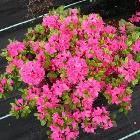 Azalea Japonica Kermesina Rosa la Ghiveci 3 L - Înaltime 40 - 50 cm