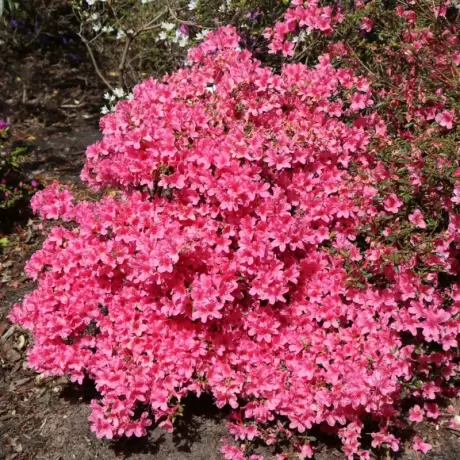 Azalea Japonica - Madame Van Hecke - Ghiveci 3 L - Înaltime 40 - 50 cm