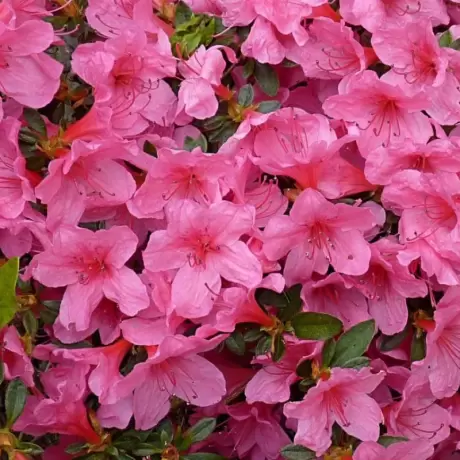 Azalea Japonica - Madame Van Hecke - Ghiveci 3 L - Înaltime 40 - 50 cm