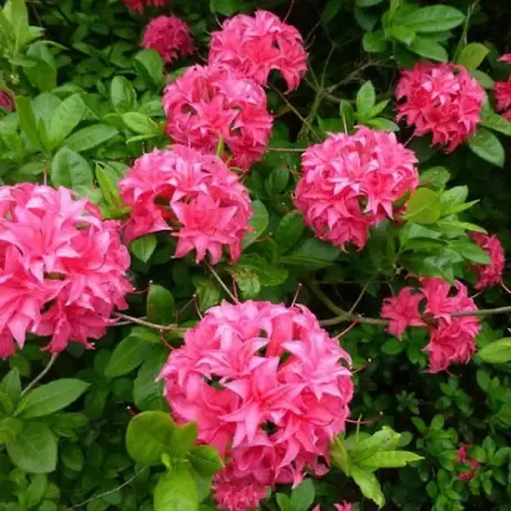 Azalea Mollis Homebush la Ghiveci 3 L - Înălțime 40 - 50 cm