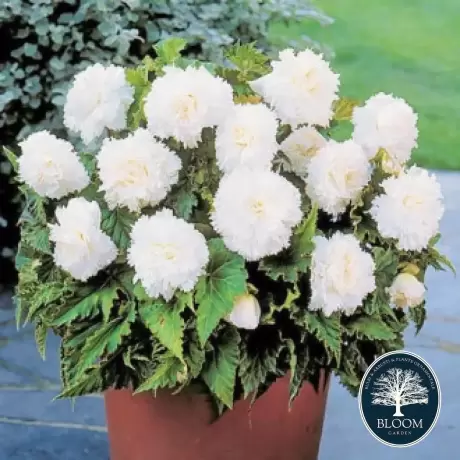 Bulbi de Begonie Fimbriata White