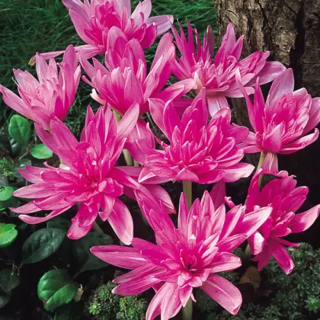 Bulbi de Branduse de Toamna - Colchicum Gigant - Serena