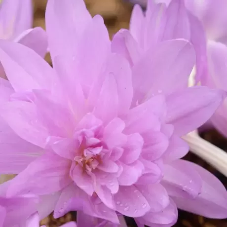 Bulbi de Branduse de Toamna - Colchicum Gigant - Roz 