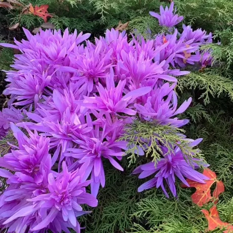 Bulbi de Branduse de Toamna - Colchicum Gigant - Violet 