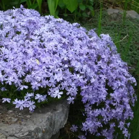 Brumărele Albastre - Phlox