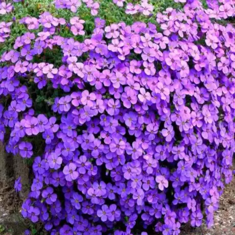 Brumărele Violet - Phlox