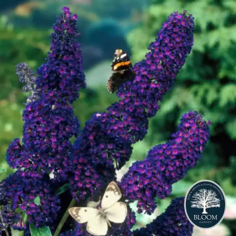 Buddleja Davidii Black Knight