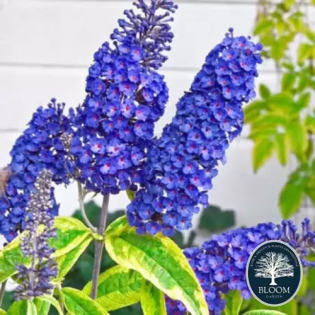 Buddleja Davidii Empire Blue