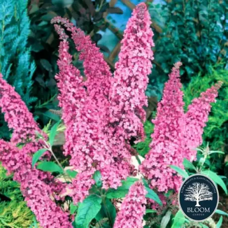 Buddleja Davidii Pink Delight