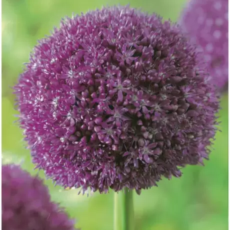 Bulbi de Allium Ambassador