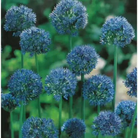 Bulbi de Allium Caeruleum