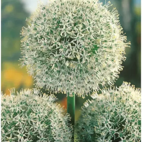 Bulbi de Allium Mont Blanc