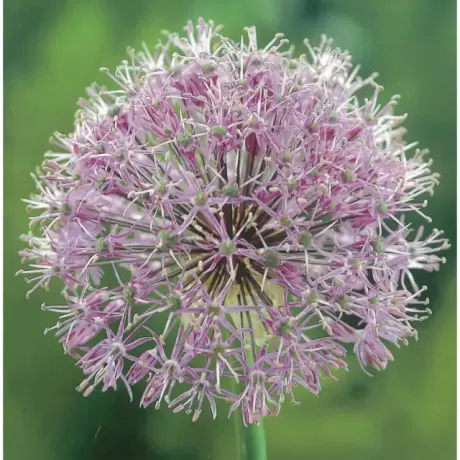 Bulbi de Allium Stipitatum