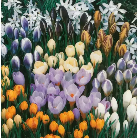 Bulbi de Branduse Botanical Crocus Mix