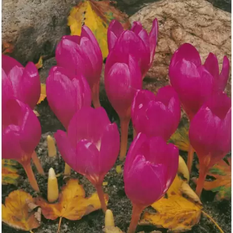 Bulbi de Branduse Colchicum