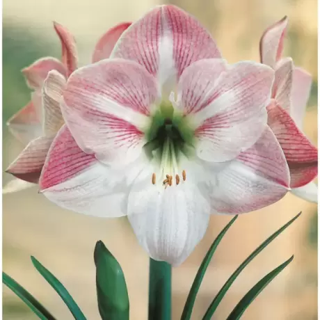 Bulbi de Amaryllis - Hippeastrum Apple Blossom